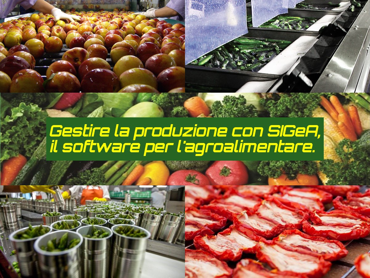 Gestire la produzione con SIGeA, il software per l'agroalimentare.
